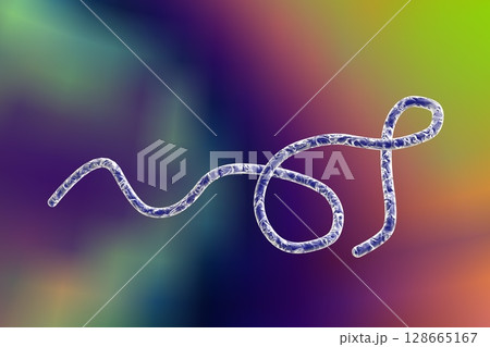 Borrelia bacteria illustration Borrelia bacteria illustration 128665167