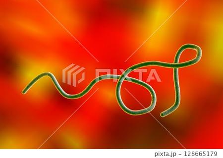 Borrelia bacteria illustration 128665179