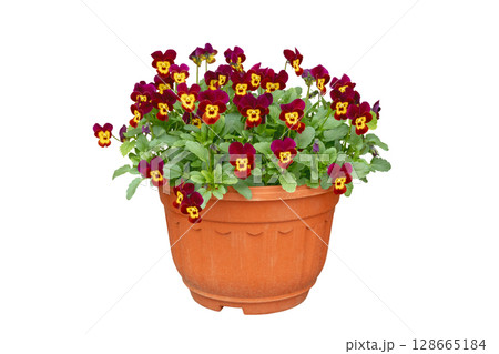 Colorful pansys in the pot isolated on white background. Viola x wittrockiana flowers. 128665184