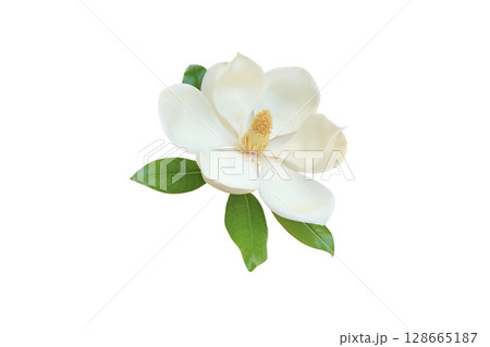 White magnolia flower with glossy green leaves isolated on white background 128665187
