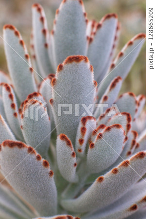 beautiful Kalanchoe tomentosa plant in a pot in a greenhouse beautiful Kalanchoe tomentosa plant in a pot in a greenhouse 128665209