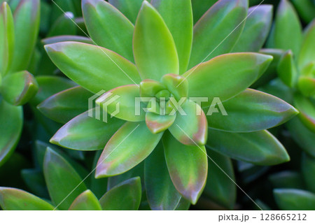close-up Succulent flower in a pot in a greenhouse 128665212