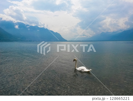 beautiful landscape of swans swimming on the lake in cloudy weather 128665221