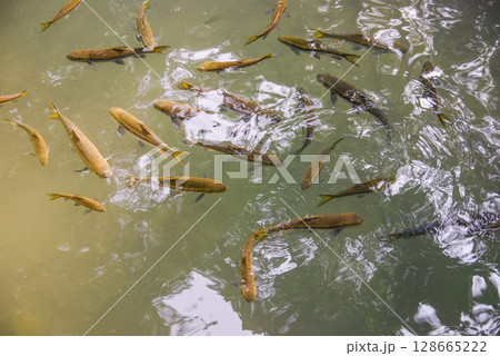 many beautiful colorful ornamental fish in the pond many beautiful colorful ornamental fish in the pond 128665222