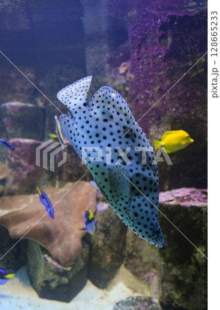 Tropical angel fish swims in an aquarium between reefs Tropical angel fish swims in an aquarium between reefs 128665233