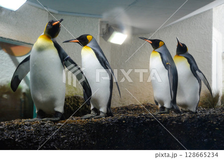a group of penguins in a zoo in captivity in an artificial environment a group of penguins in a zoo in captivity in an artificial environment 128665234