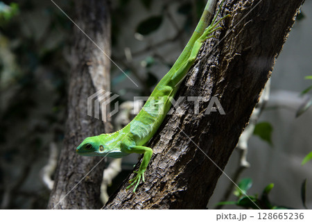 close up Striped Fijian iguana on a tree 128665236