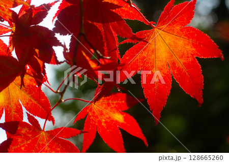 close up of beautiful red maple tree leaves close up of beautiful red maple tree leaves 128665260