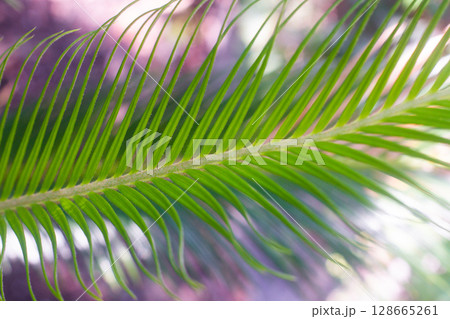 close up straight lines texture of green palm leaves close up straight lines texture of green palm leaves 128665261