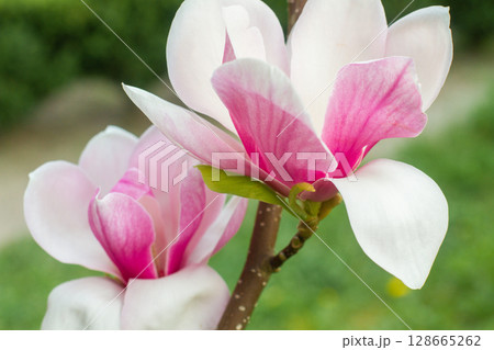 close up of beautiful pink magnolia flowers in the garden 128665262