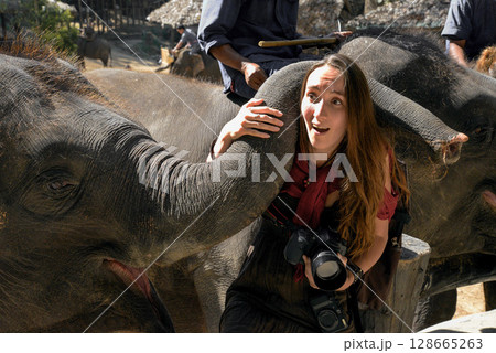 a girl photographer takes pictures of an adult elephant a girl photographer takes pictures of an adult elephant 128665263