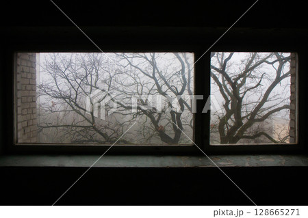 eerie silhouette of a tree outside the window in the fog 128665271