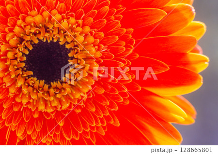 close-up of a beautiful Gerber Jameson flower in the garden 128665801