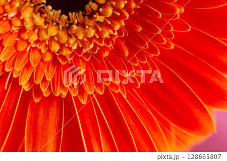 close-up of a beautiful Gerber Jameson flower in the garden 128665807