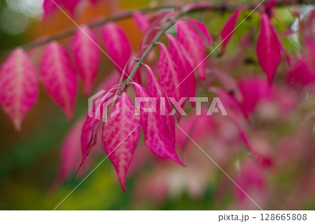beautiful exotic Euonymus alatus tree with pink leaves beautiful exotic Euonymus alatus tree with pink leaves 128665808