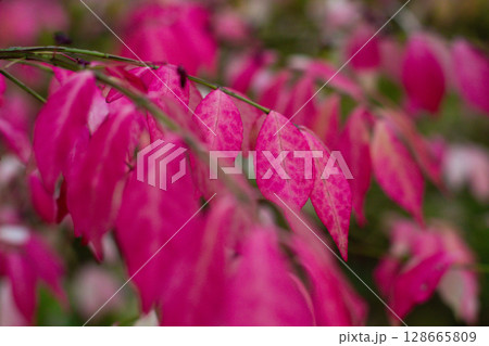 beautiful exotic Euonymus alatus tree with pink leaves 128665809