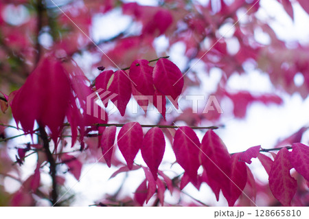 beautiful exotic Euonymus alatus tree with pink leaves 128665810