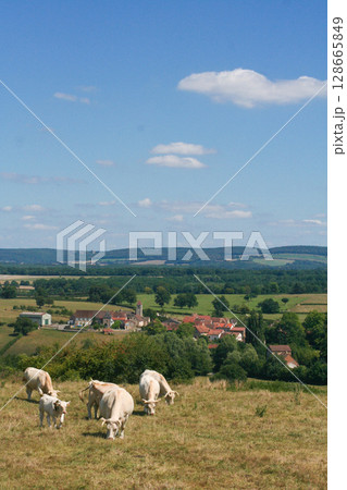 a herd of young white cows graze on a pasture a herd of young white cows graze on a pasture 128665849