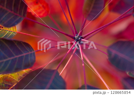 close up of red leaves of scumpia tree 128665854