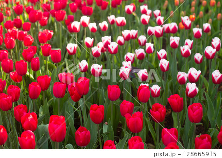 beautiful colorful tulip flowers are growing in the garden 128665915