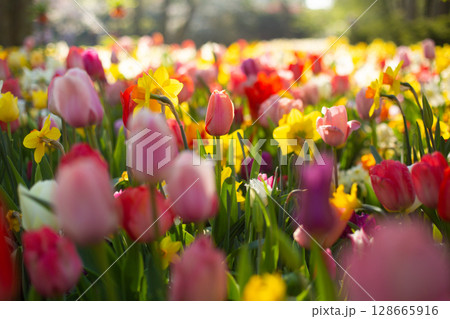 beautiful colorful tulip flowers are growing in the garden 128665916
