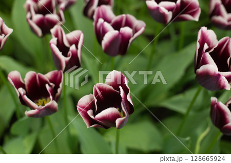 beautiful colorful tulip flowers are growing in the garden beautiful colorful tulip flowers are growing in the garden 128665924