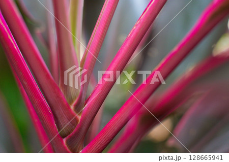 close-up of the leaves of the Cordyline fruticosa plant close-up of the leaves of the Cordyline fruticosa plant 128665941