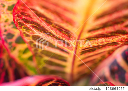close-up texture and fibers, veins on a leaf close-up texture and fibers, veins on a leaf 128665955
