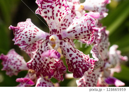 close up of beautiful Vanda flowers in the garden 128665959
