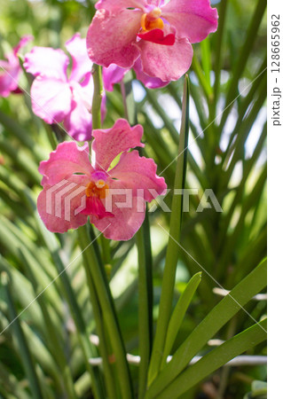 close up of beautiful Vanda flowers in the garden 128665962