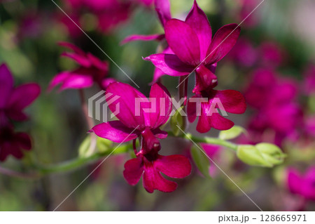 close up of beautiful orchid flowers in the garden close up of beautiful orchid flowers in the garden 128665971