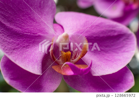 close up of beautiful orchid flowers in the garden close up of beautiful orchid flowers in the garden 128665972