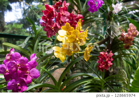 close up of beautiful Vanda flowers in the garden 128665974