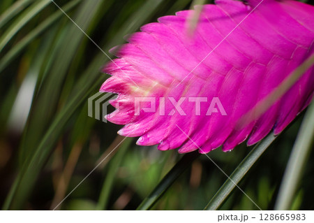 close-up of the pink flower of the Tillandsia cyanea plant 128665983