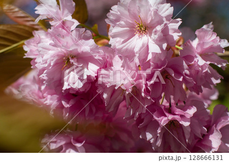 close-up of beautiful cherry blossoms in the garden 128666131