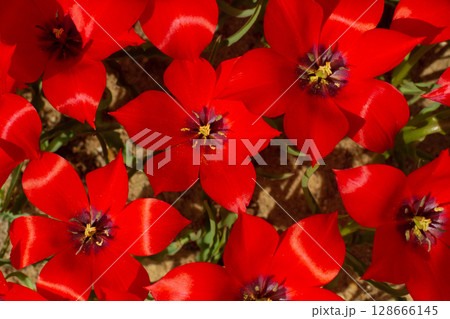 beautiful colorful tulip flowers are growing in the garden 128666145