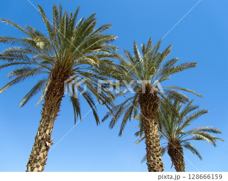 beautiful palm trees in sunny weather on a blue sky 128666159
