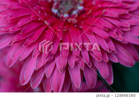 close-up of a beautiful Gerber Jameson flower in the garden close-up of a beautiful Gerber Jameson flower in the garden 128666160