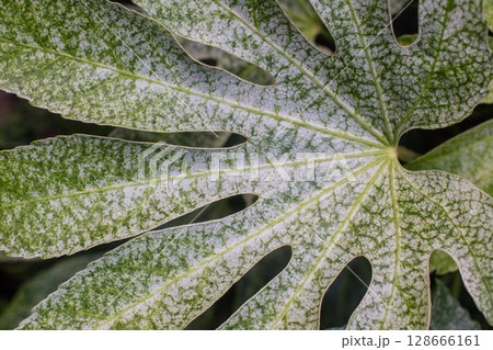 close-up of a leaf of the fatsia plant in the garden close-up of a leaf of the fatsia plant in the garden 128666161