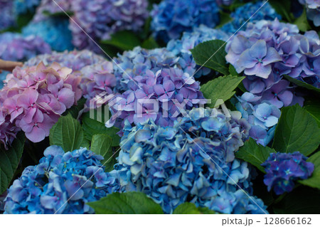 close-up of beautiful blue and pink flowers of Large-leaved hydrangea close-up of beautiful blue and pink flowers of Large-leaved hydrangea 128666162