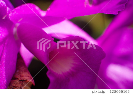 close-up of pink petals of a beautiful flower close-up of pink petals of a beautiful flower 128666163