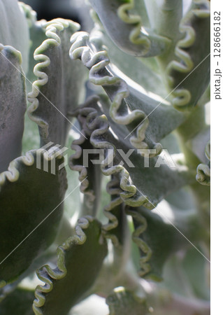 a beautiful Medicinal Kalanchoe plant in a pot in a greenhouse 128666182