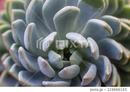 close-up Succulent flower in a pot in a greenhouse close-up Succulent flower in a pot in a greenhouse 128666183