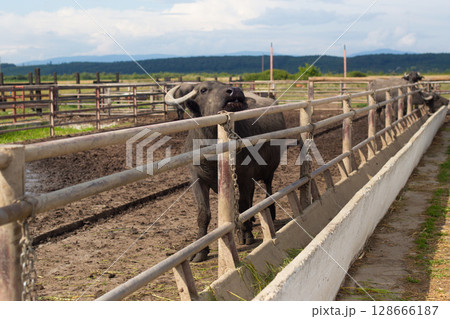 a herd of young buffalo lives on a rural farm a herd of young buffalo lives on a rural farm 128666187