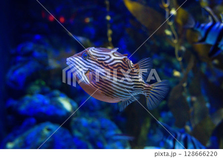 marine Ornate Cow fish  swims in an aquarium between reefs 128666220