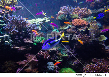 Blue Tang fish swims in a large aquarium with other fish 128666221
