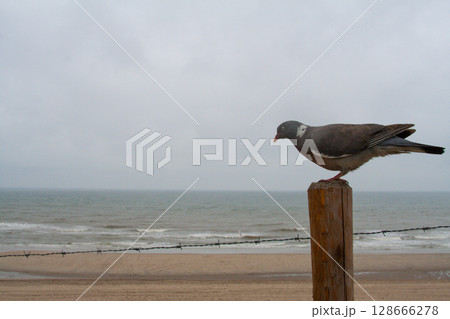 beautiful bird Ringdove on a wooden post on the seashore beautiful bird Ringdove on a wooden post on the seashore 128666278