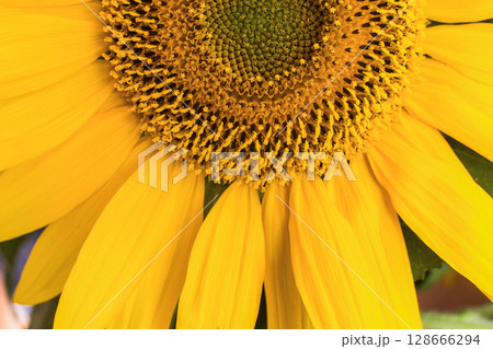 close-up of a beautiful sunflower flower in the garden close-up of a beautiful sunflower flower in the garden 128666294