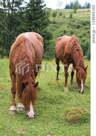 beautiful brown horses graze on a pasture in the mountains and eat grass 128666302