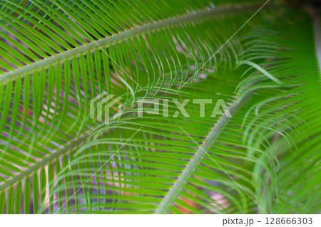 close up texture of green leaves of Cycas plant 128666303